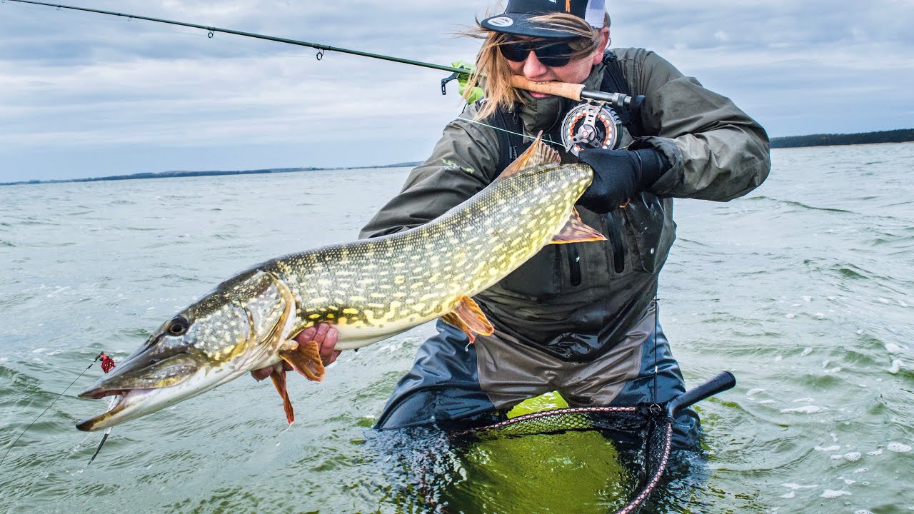 FLIEGENFISCHEN auf HECHT #1: Hechtfliegenfischen auf Rügen