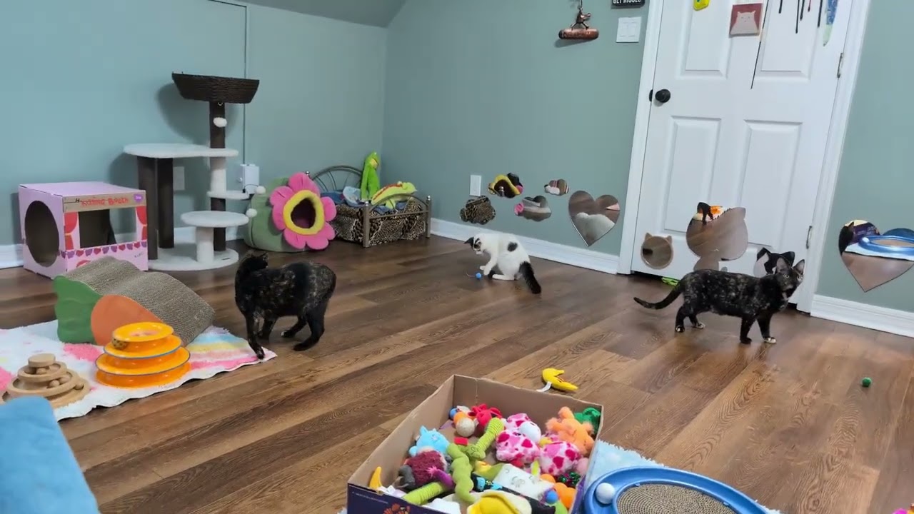 Nightcaps & Kate & Ollie: Tossing toys for the kittens