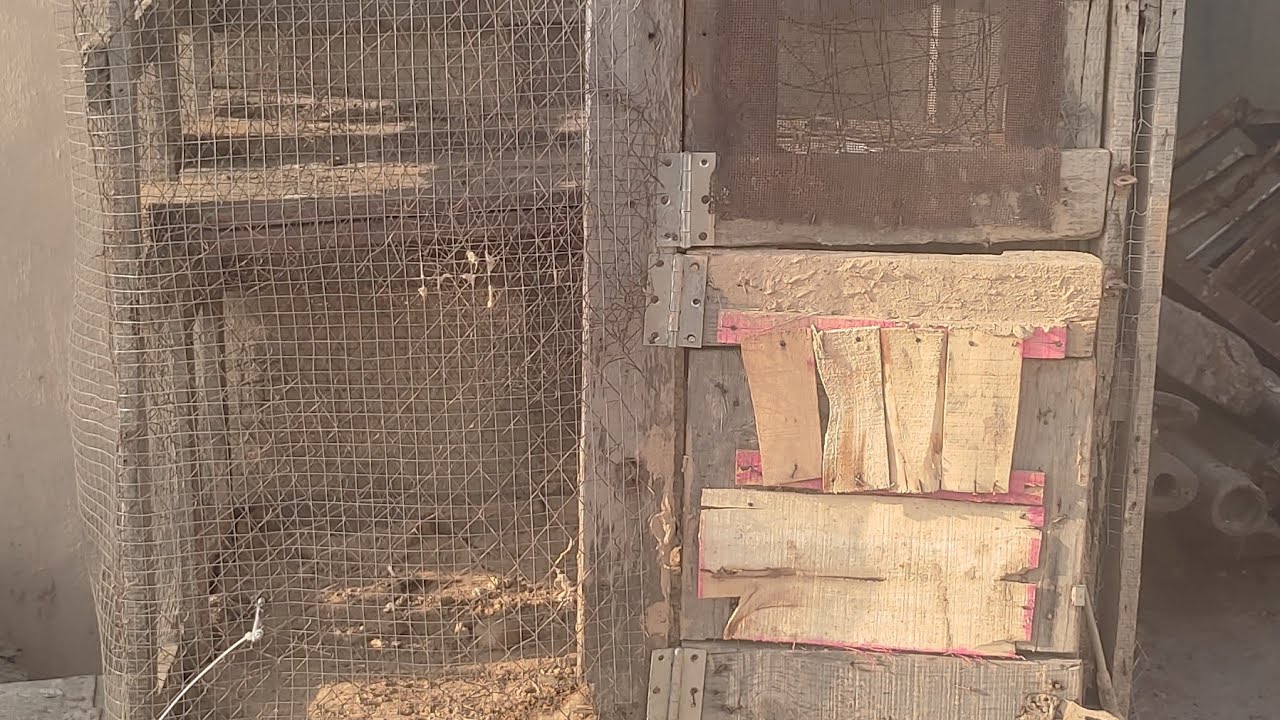 fixing 💡on hen's cage 🤪