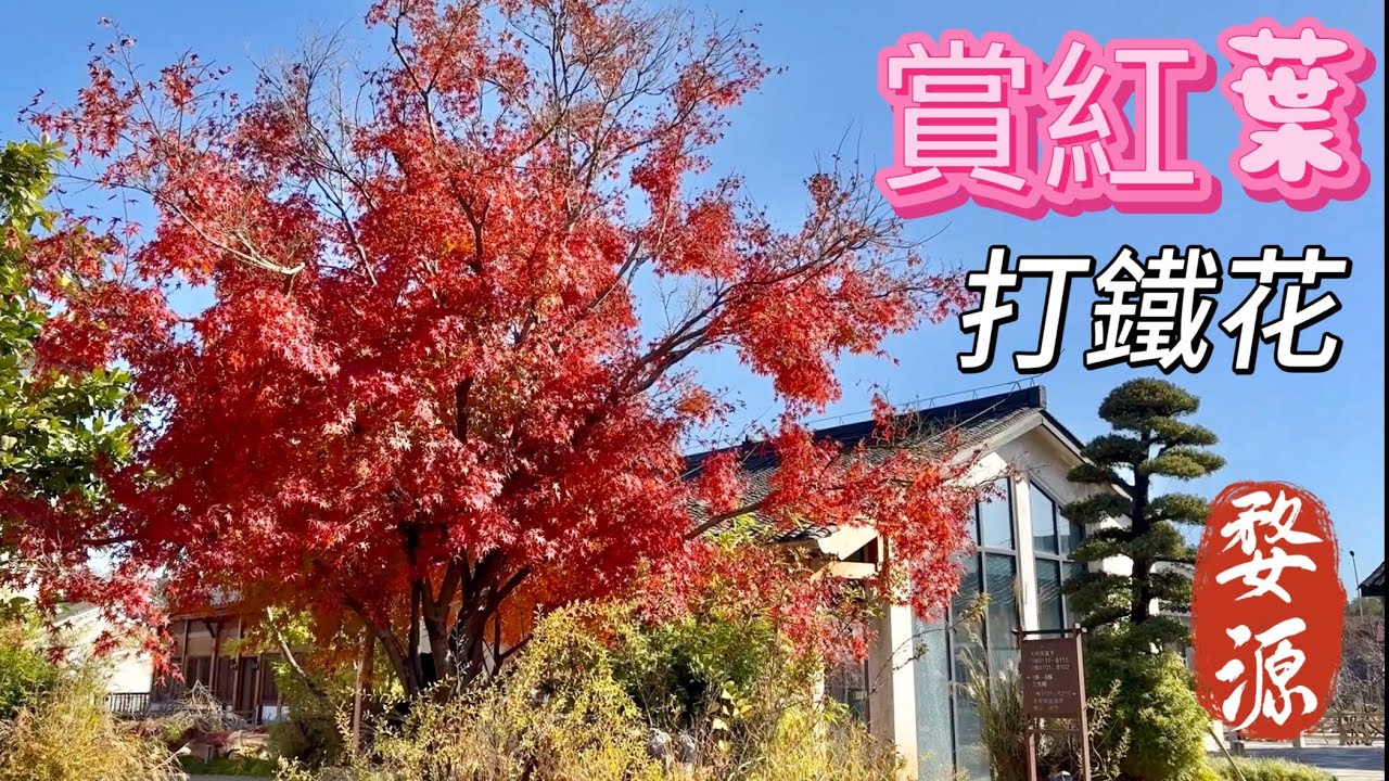 婺女洲渡假區#杭州+黃山+婺源四日遊# Day 2#飛機+高鐵遊#自由行 #2025#第490集