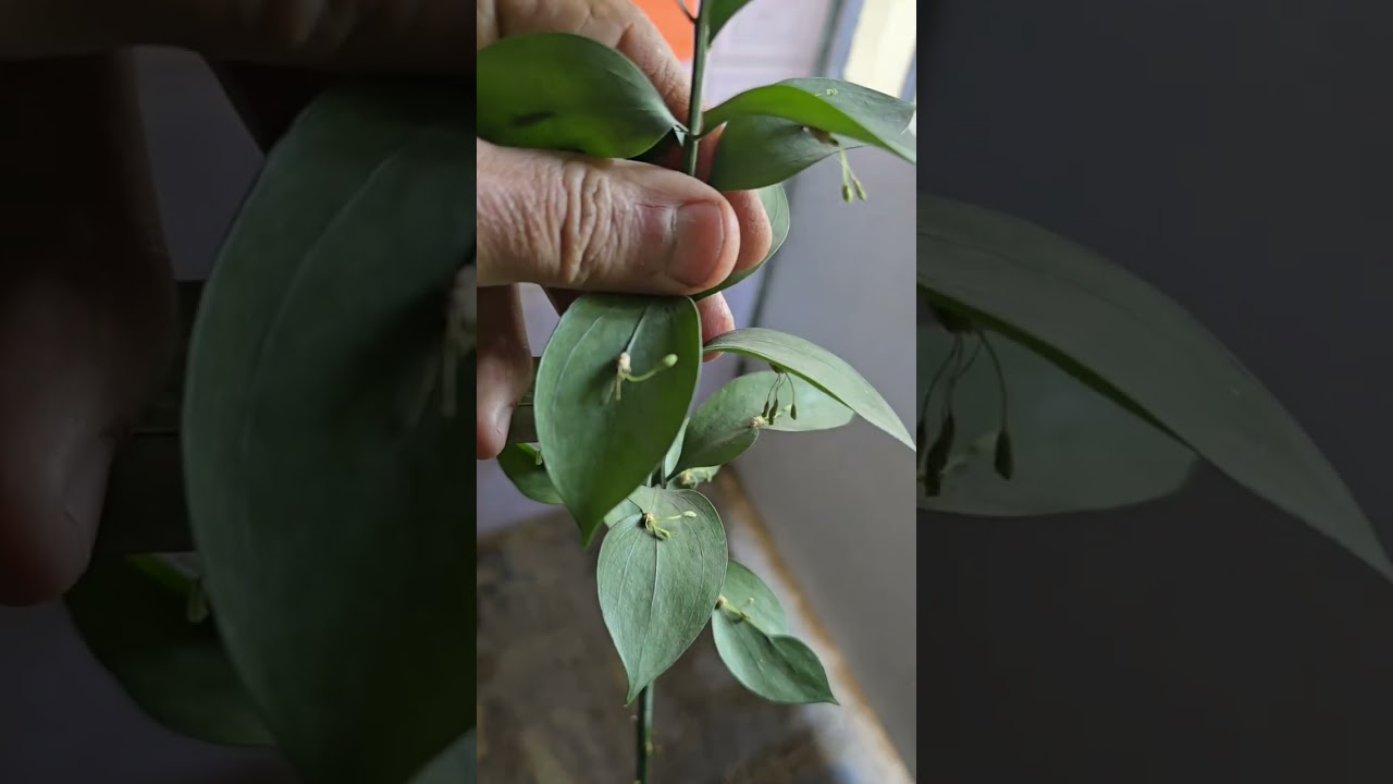 نبات العنكبوت من اجمل النبتات الظلية سهلة العناية وإكثارها جدا سهل 🥀حديقتي جنتي🥀