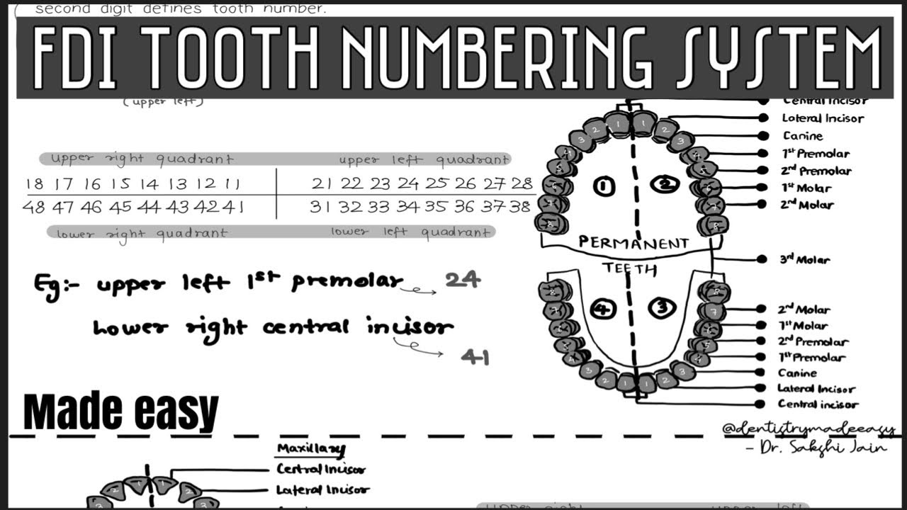 TOOTH NUMBERING SYSTEM || FEDERATION DENTAIRE INTERNATIONALE SYSTEM || Part 2