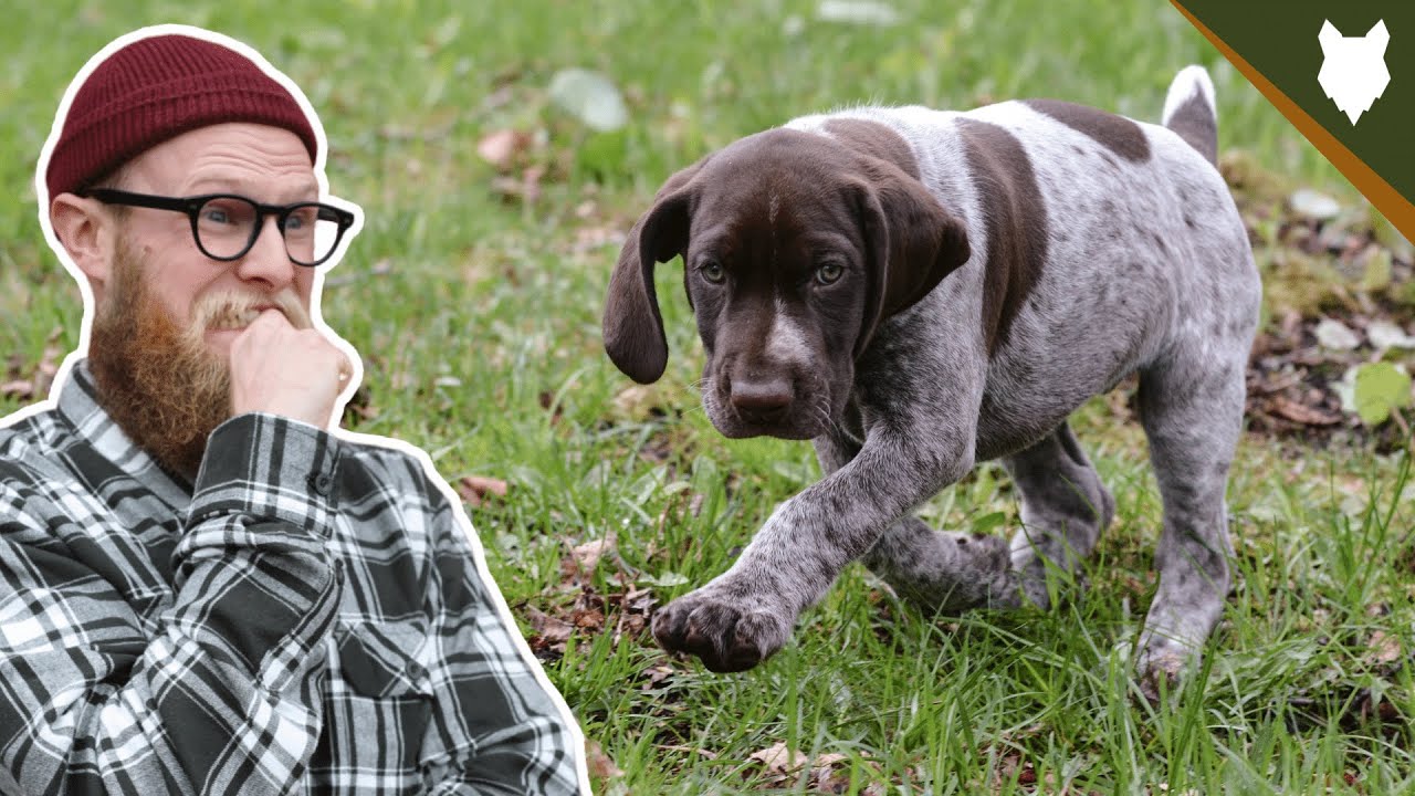 When Should My GERMAN SHORTHAIRED POINTER Be HOUSE TRAINED