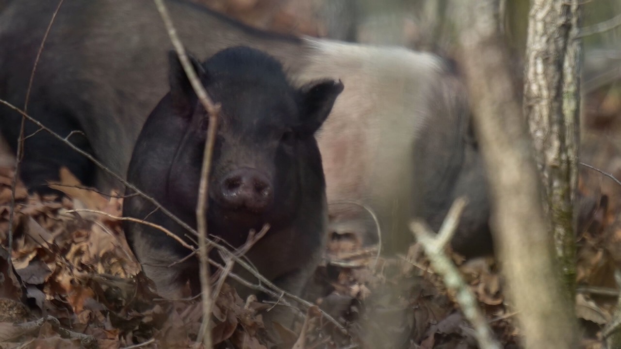 Posse of pigs take over neighborhood