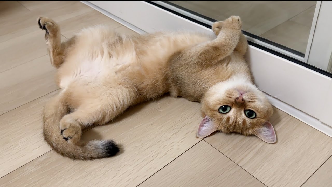 Grandma cat Mimi is doing well. Don't worry...
