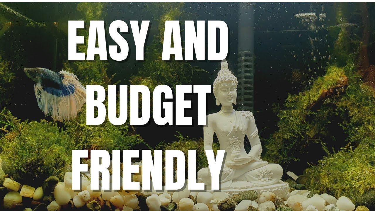 No CO2 Buddha Fish Tank | Moss Aquarium Setup | Aquascaping Ideas