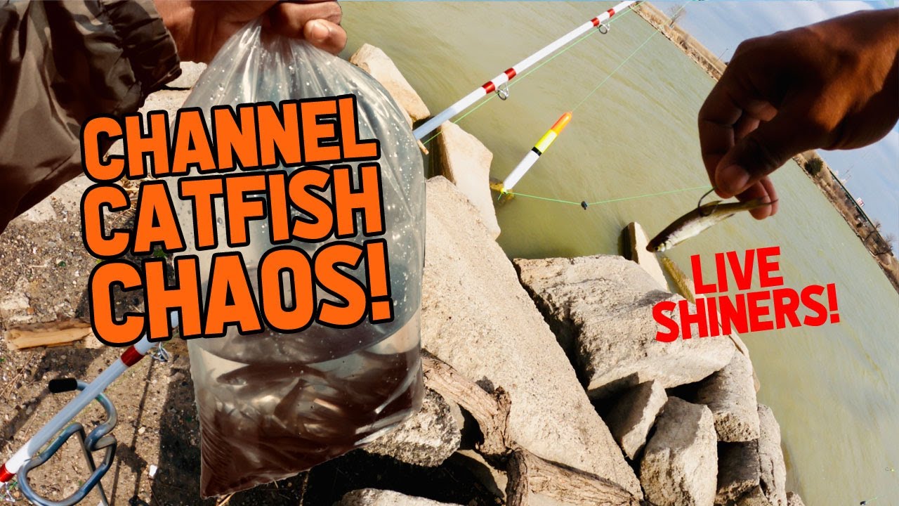 Channel Catfish CHAOS! (Catfishing with LIVE SHINERS)