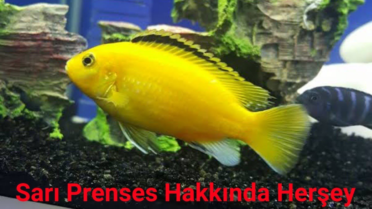 Sarı Prenses Hakkında Herşey