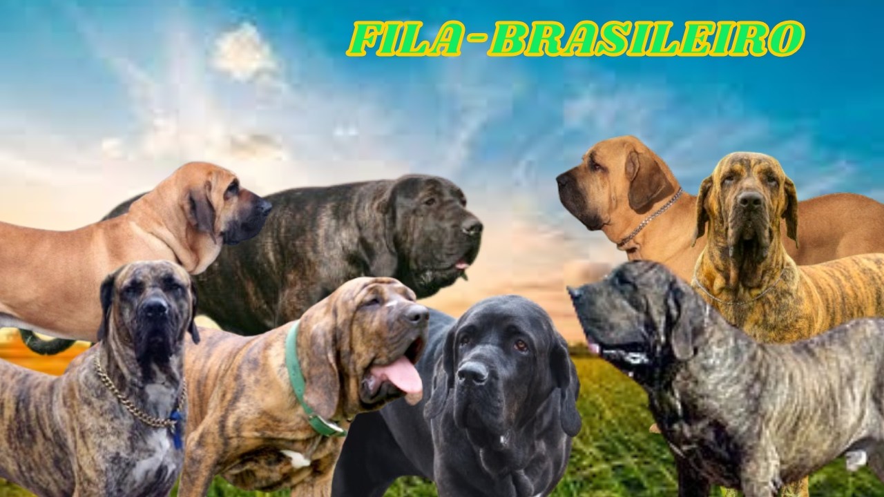 Raças de Cães: Fila Brasileiro! 