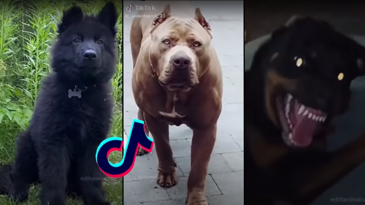 Most Badass Dog Glow Ups!