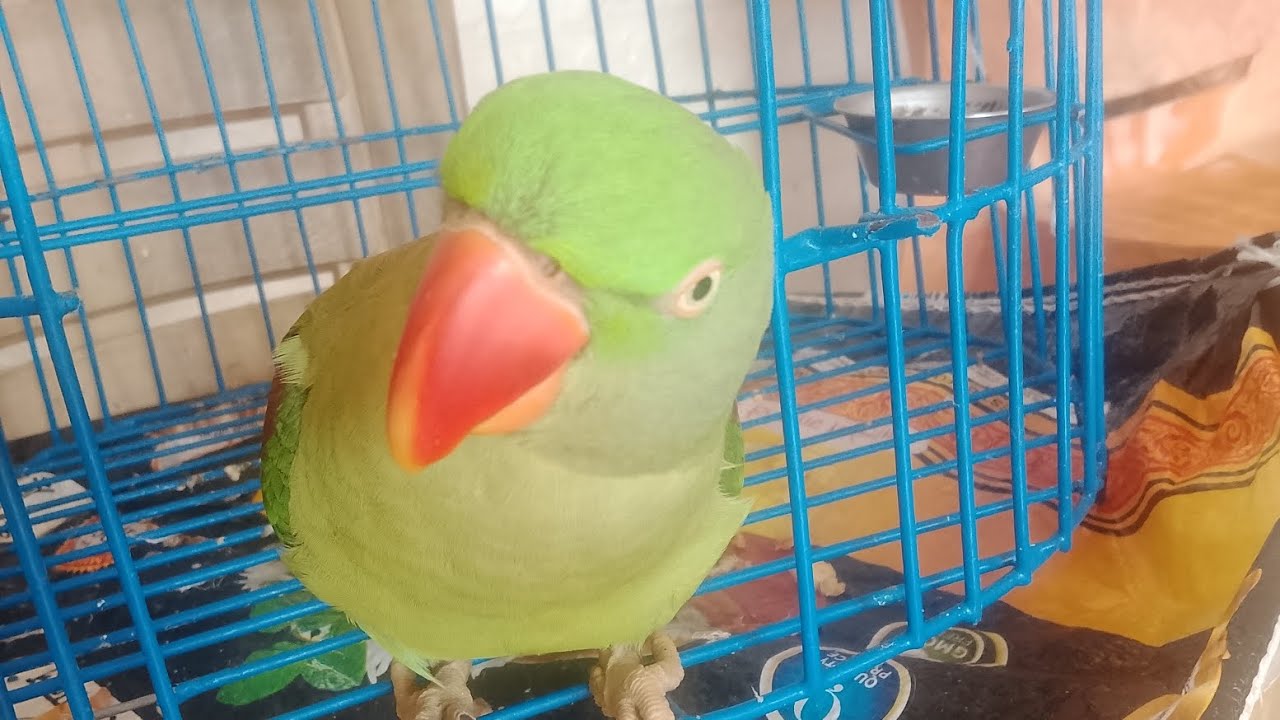 Mithu ka breakfast🦜🌹🌹🦜makke ki roti🥲