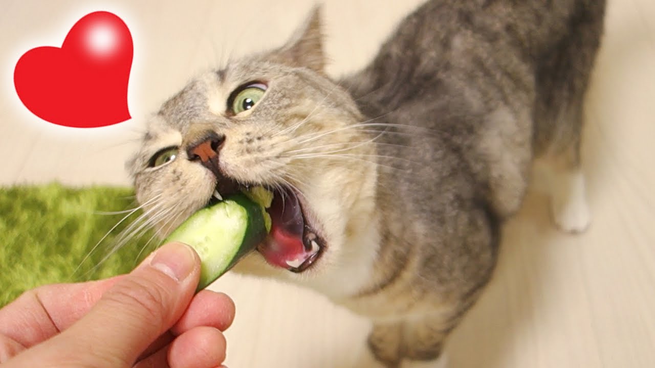 この猫は世界一美味しそうに、きゅうりを食べている【猫 おもしろ】