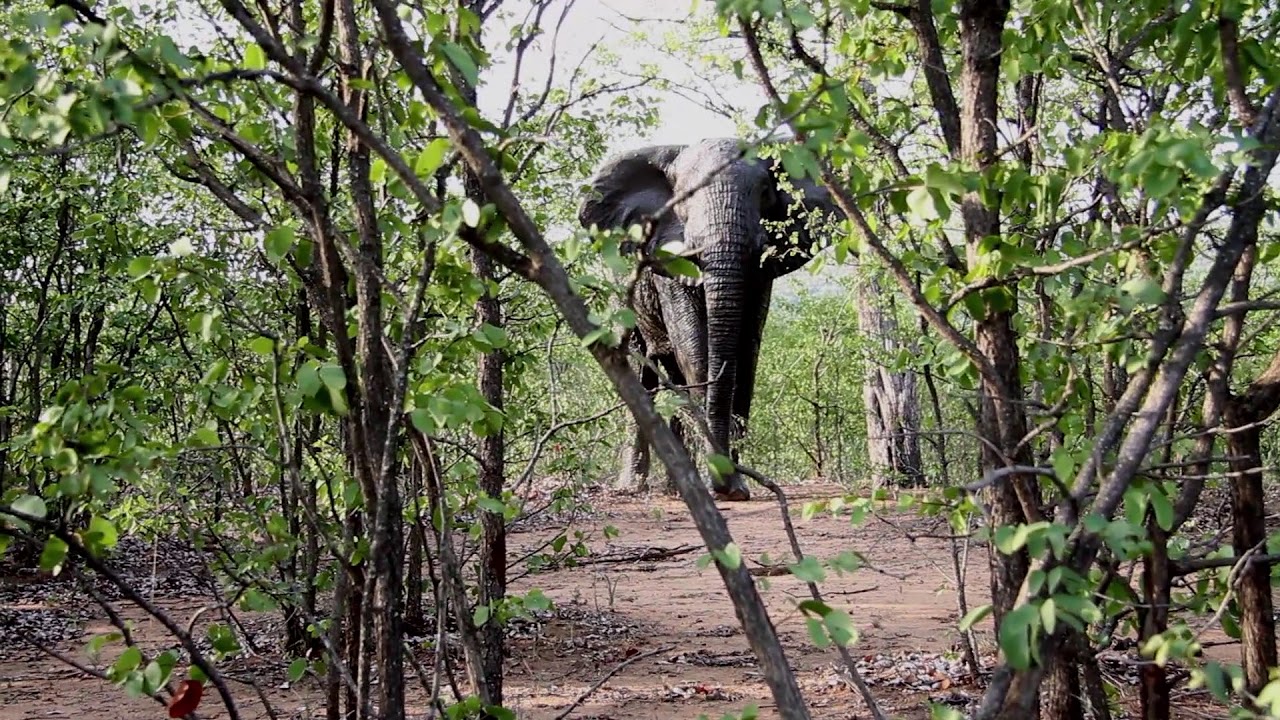 Elephant encounter on foot | Up close and personal with a Elephant | EcoTraining Course