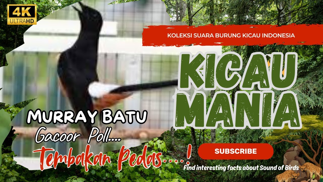 Murai Batu Gacor Full Isian Mewah - Cocok untuk Masteran & Mental Juara (Durasi Panjang)