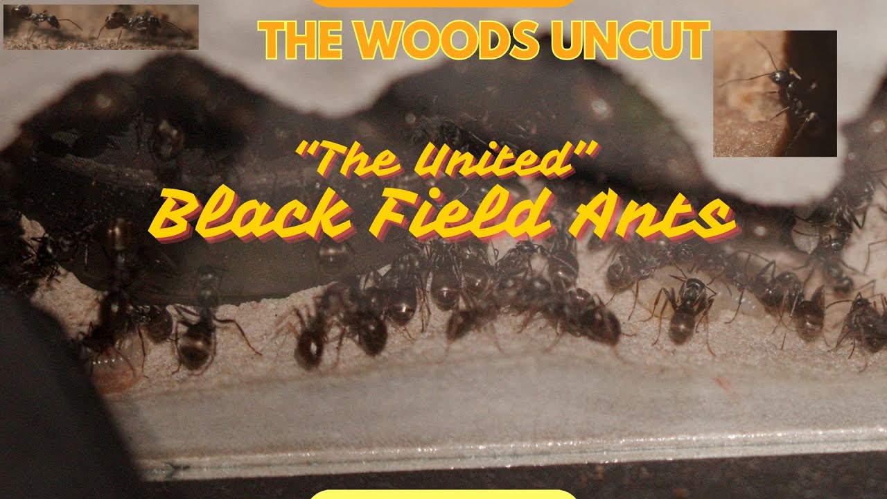 Black Field Ant Colony Update