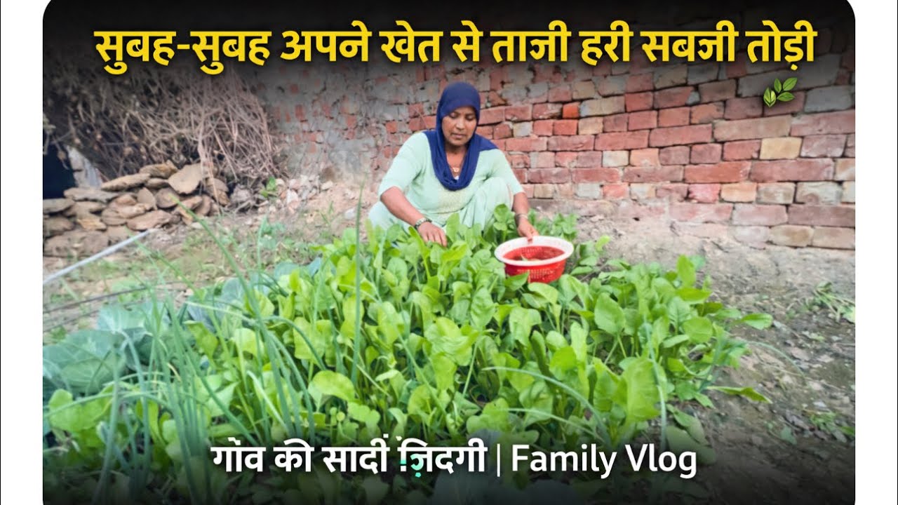 आज अपने खेत से ताज़ी सब्ज़ी तोड़ी | गाँव की सादी ज़िंदगी | Family Vlog