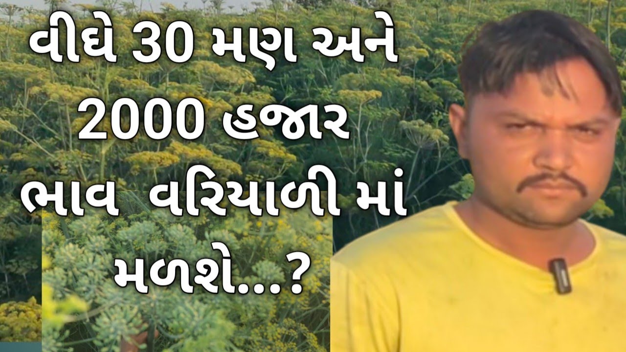 વરિયાળીની વૈજ્ઞાનિક ઢબે ખેતી કરતા પ્રગતિશીલ ખેડૂત....! सौंफ की खेती variyali farming A to Z mahiti