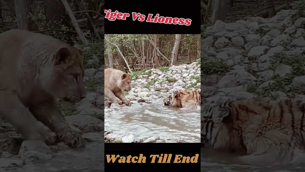 Tiger Vs Lioness #motivation #motivation #love #comedy #funny #trending #shorts #viralvideo #fyp
