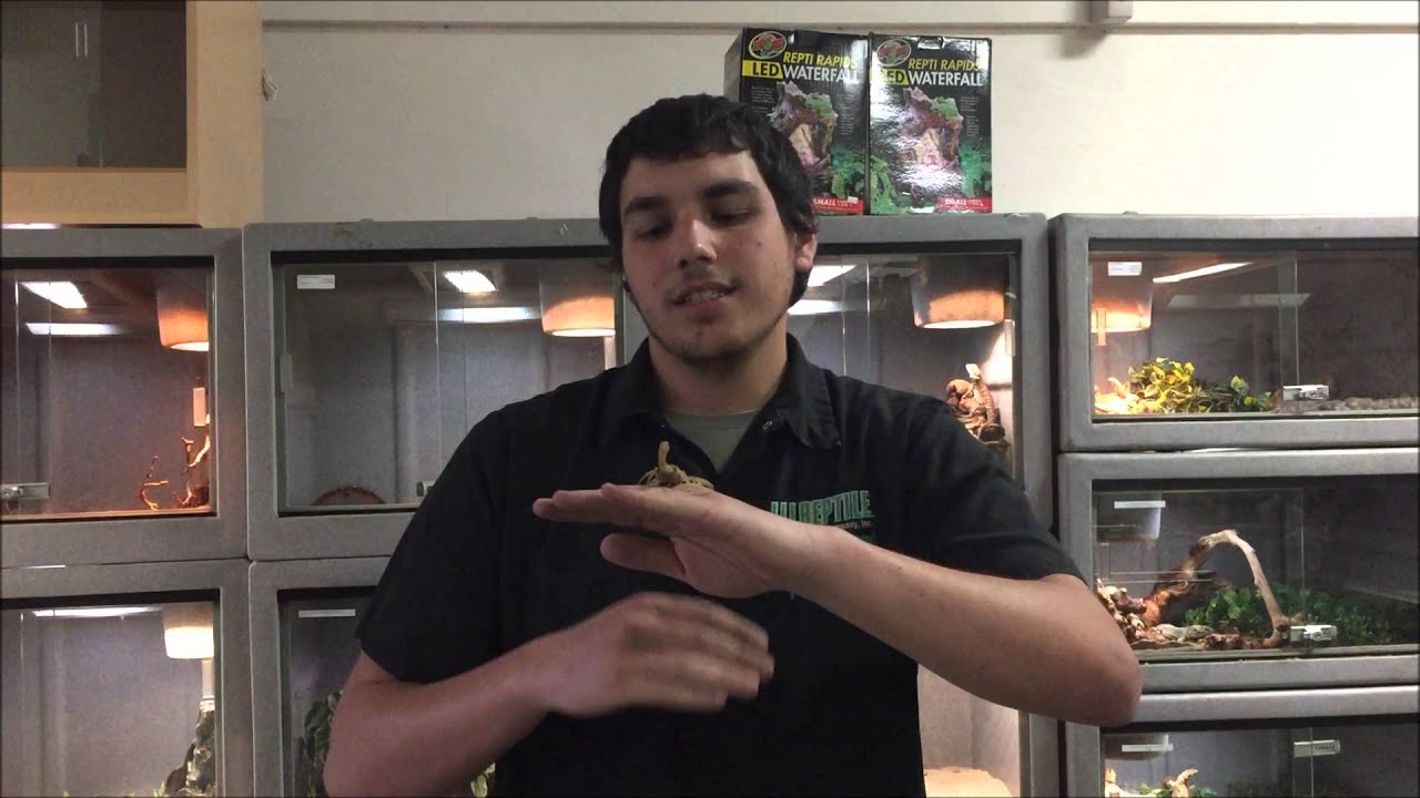 Desert Hairy Scorpion Basic Care Information