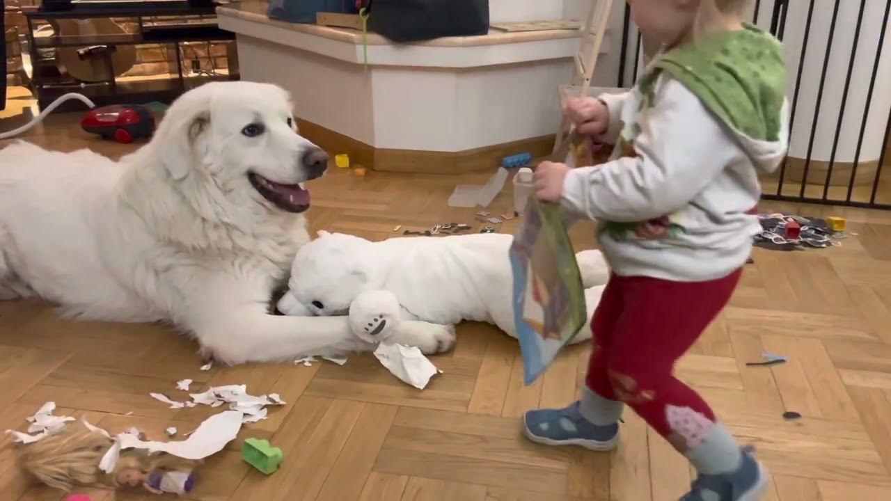 Dwulatka i owczarek podhalański - mistrzowie bałaganu! 🤔