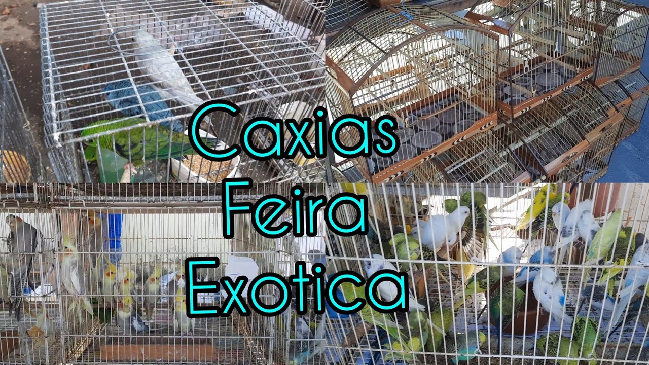 Caxias feira de aves e pássaros