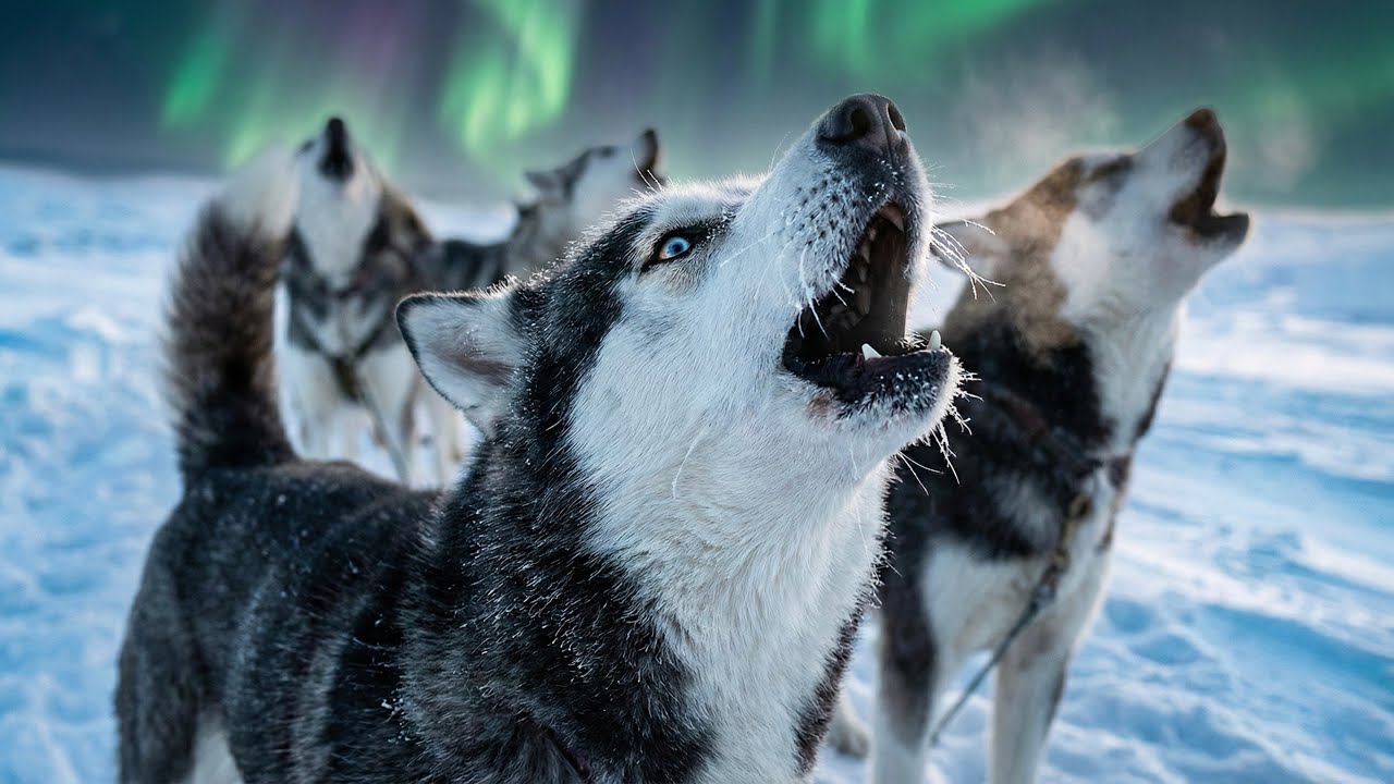 The Phantoms of the Frost-Husky| 霜のハスキーの幻影| أشباح هاسكي الجليد #animals #nature #wildlife 