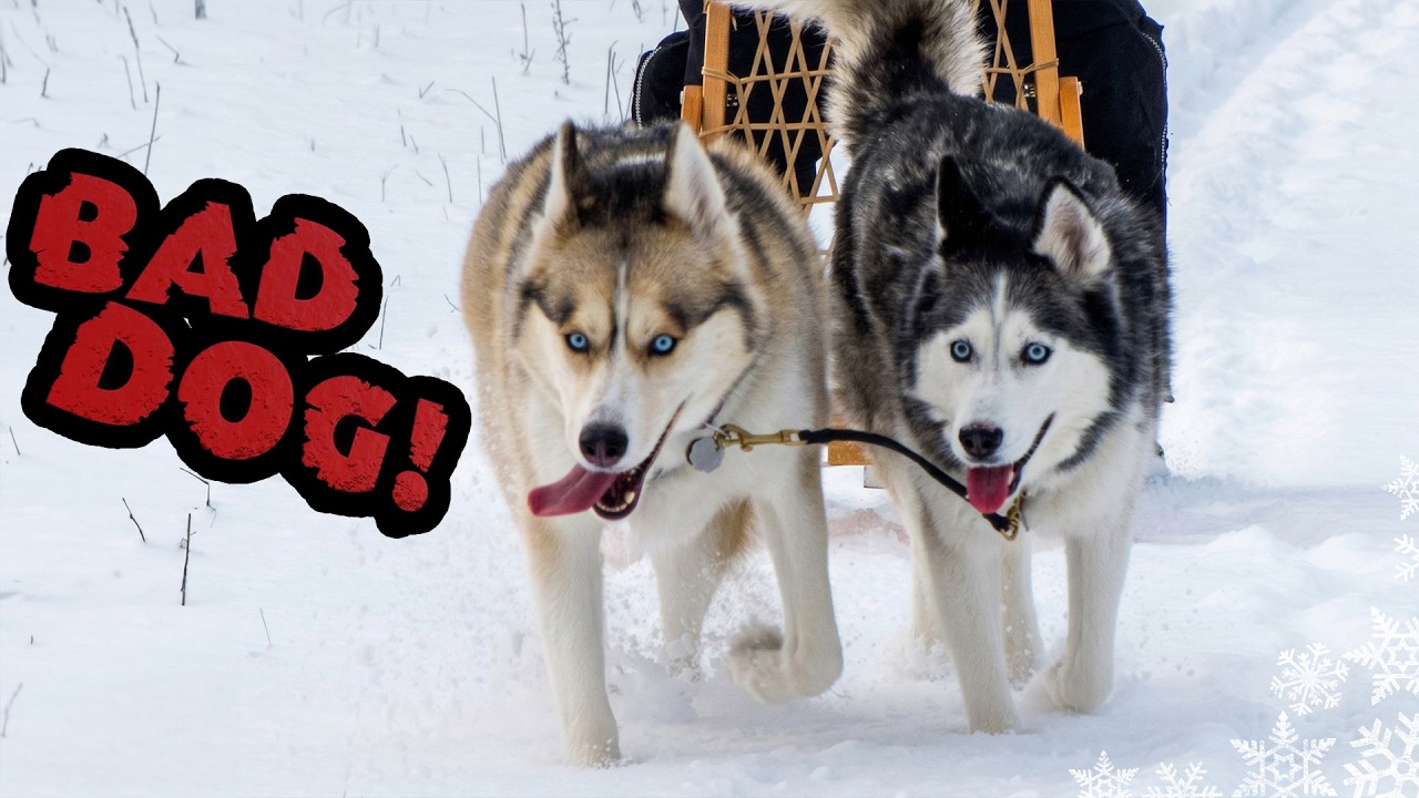 Shiloh and Shelby on BAD DOG on Animal Planet
