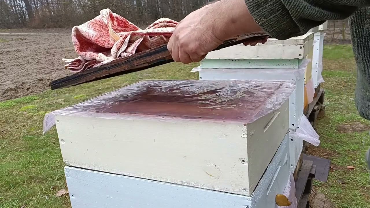 Pasieka wyszła z zimy, w jakiej kondycji są rodziny?