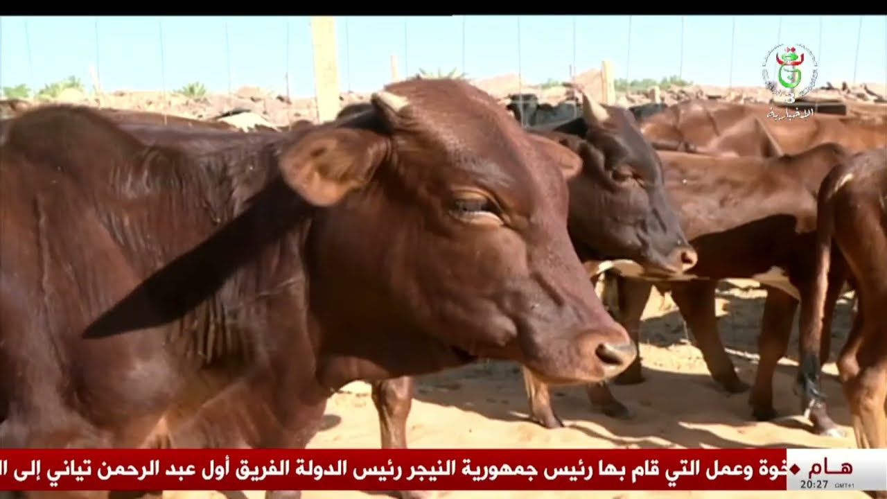 تعاون - الجزائر - النيجر | المقايضة.. نشاط اقتصادي وتجاري عبر المعابر الحدودية