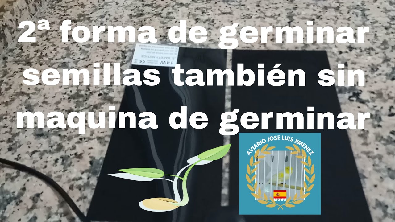 3 FORMAS DISTINTAS DE GERMINAR SEMILLAS PARA NUESTROS PÁJAROS. 2ª FORMA #germinarsemillas #canarios