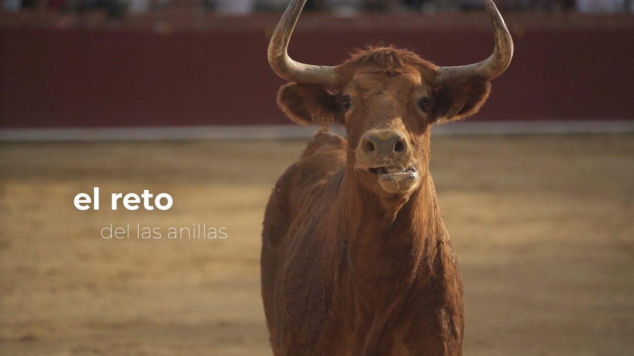 Feria del Ángel 2025 | Concurso de recortadores de anillas con vacas de Marcén