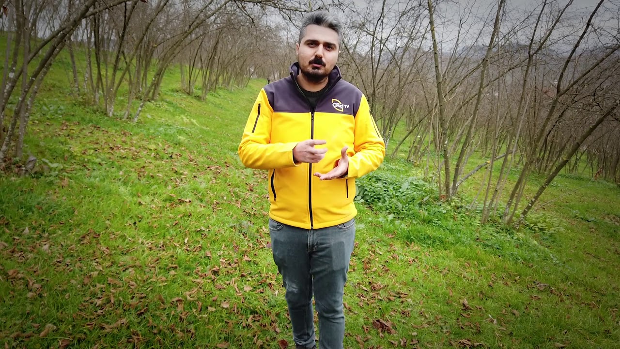 Fındıkta Püsler Neden Dökülüyor?