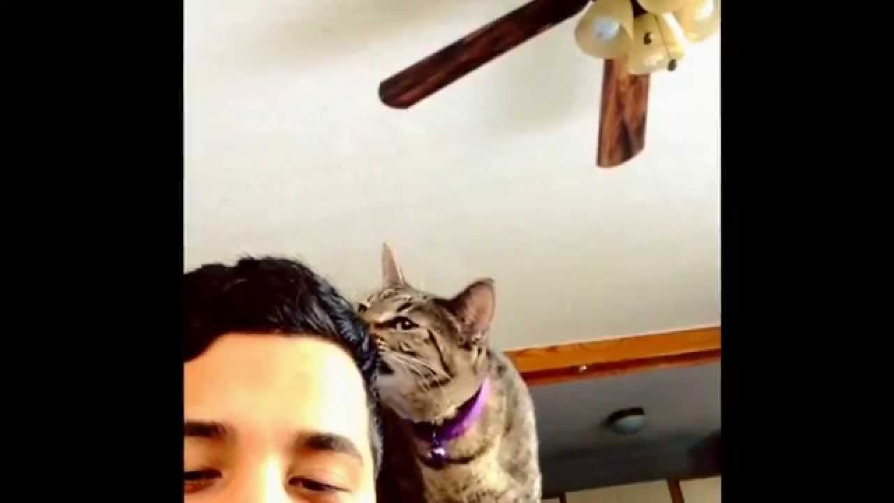 Funny cat video: my hungry cat pulls my hair