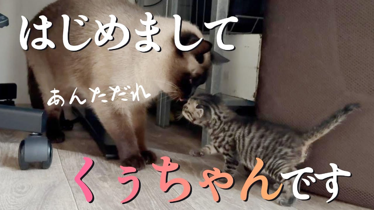 はじめましてわたちくぅちゃんです