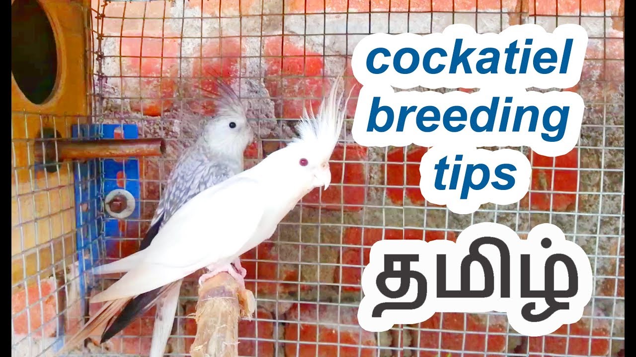 Cockatiel breeding tips  in Tamil  ( தமிழ் ) - Birds Likers