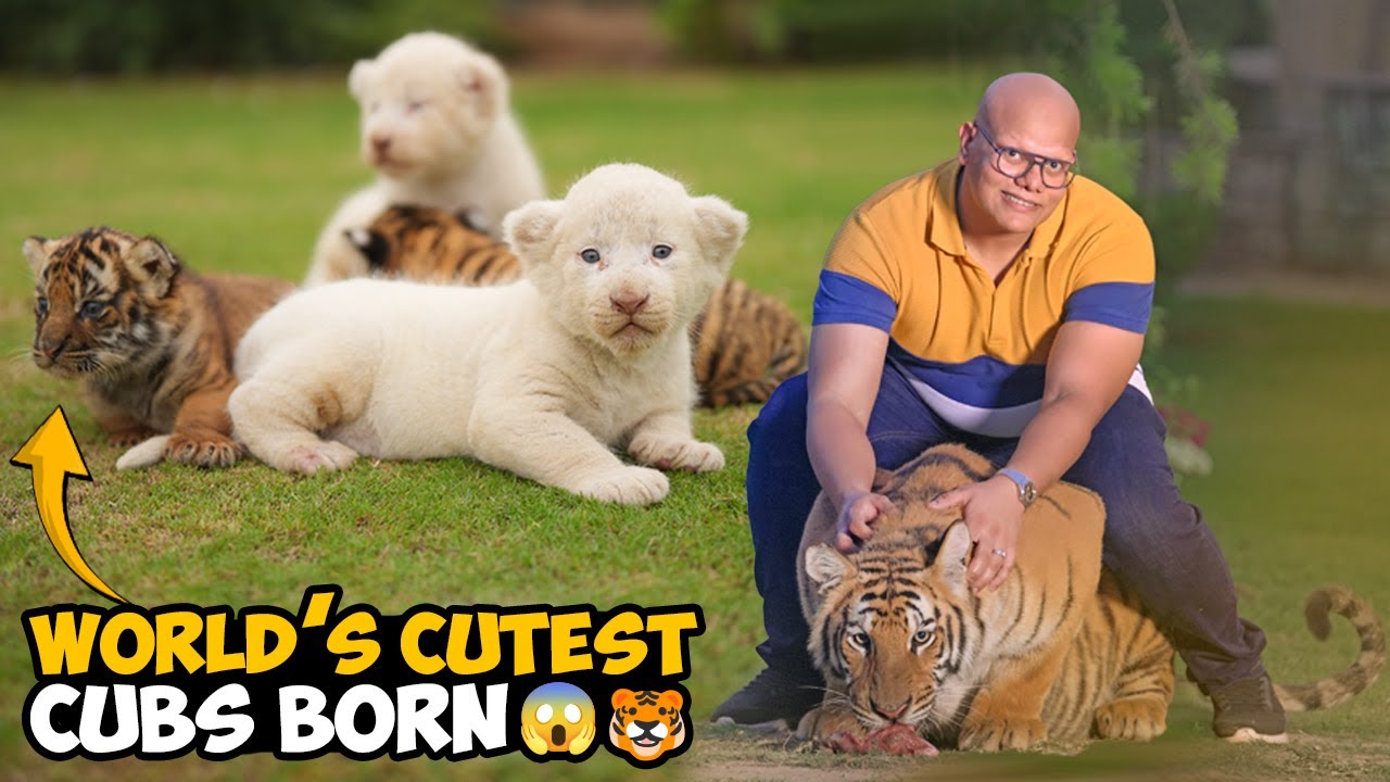 Unbelievable World’s Cutest Cubs Born 😱🐯 - AC Wali Cow Ki Tang Theek Ho Gayi 🐄✨ | BT Farm Stories