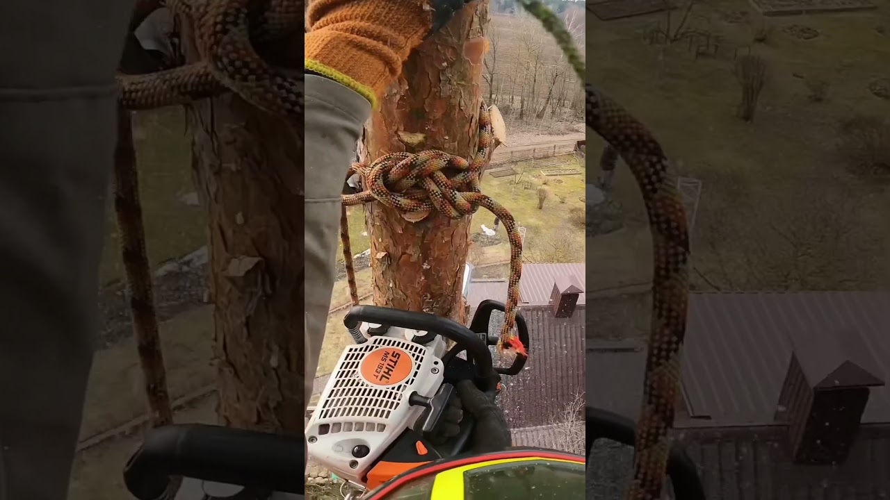 Опасное Завешивание макушки🙄 #arboristika #arboristlife #chainsawman #вальщик #stihl #arborist