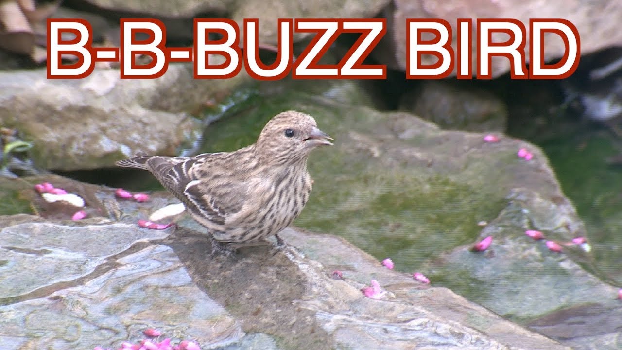 Pine Siskins --Winter Visitors: NARRATED