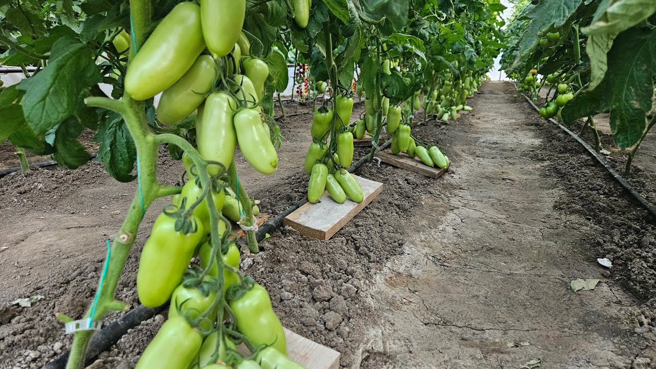 ROȘIILE LA SFÂRȘIT DE IUNIE! TRECEM LA TRATAMENTE ȘI FERTILIZĂRI ORGANICE!