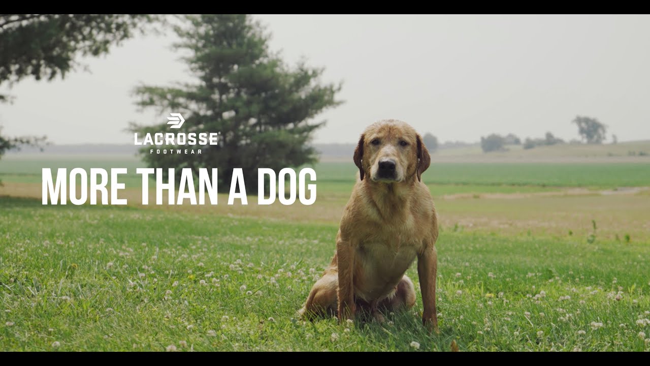 MORE THAN A DOG
