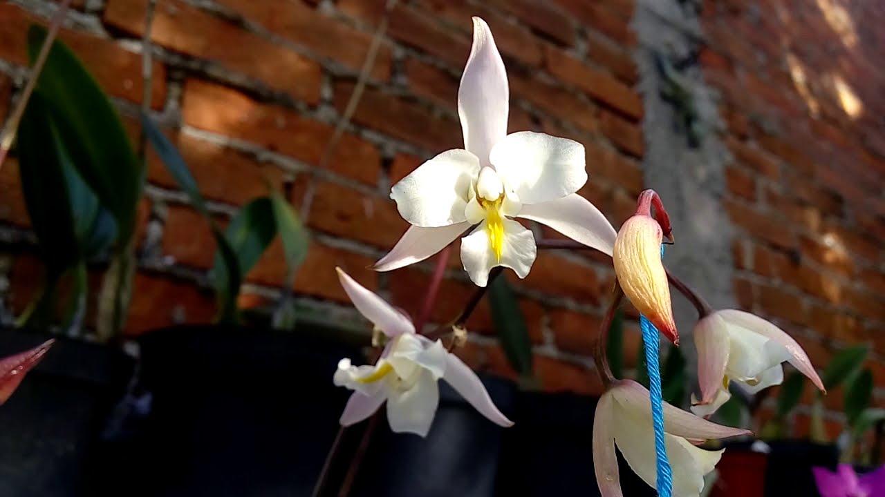 Laelia albida