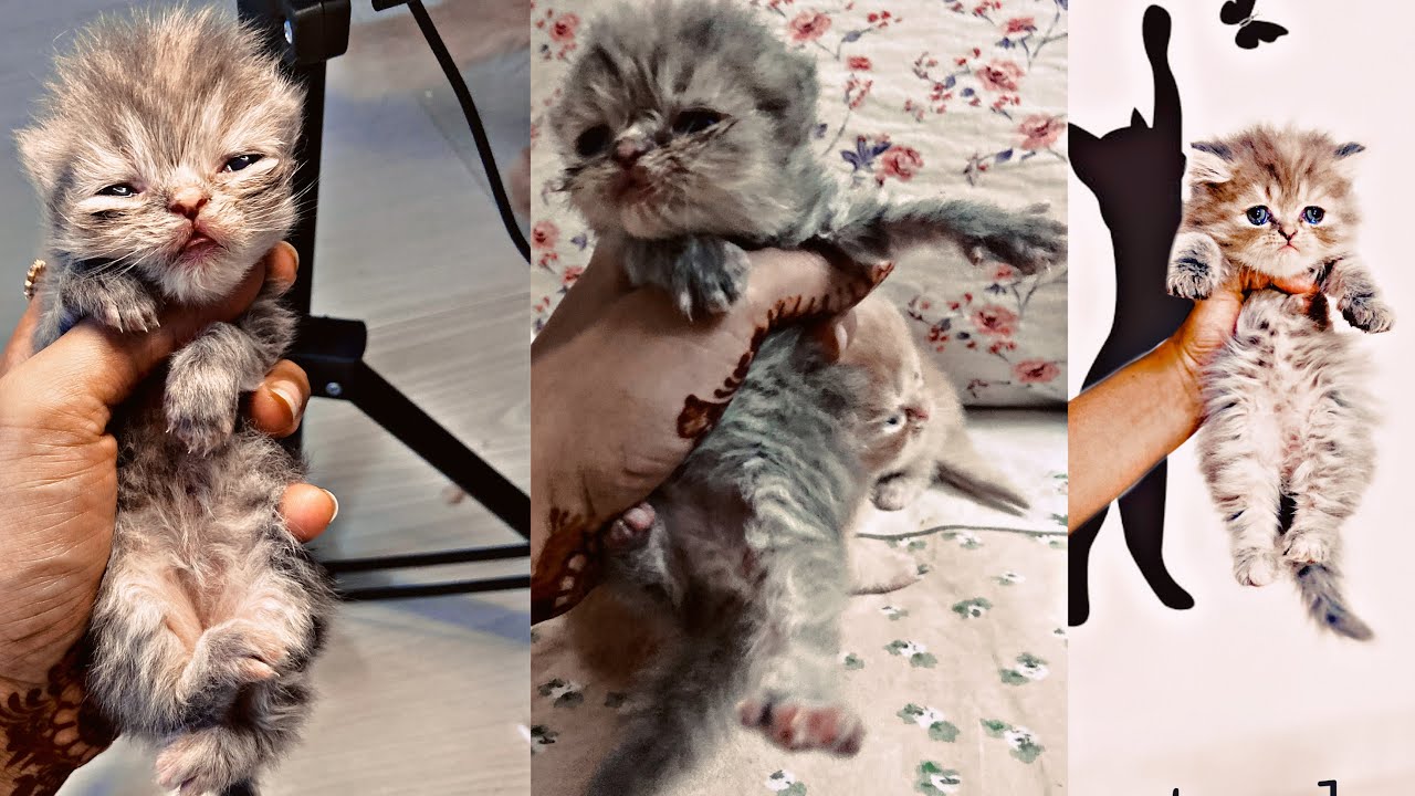 Best multivitamins for cats|my beau multivitamins |persian cat kitten good diet |spa |grooming |cat