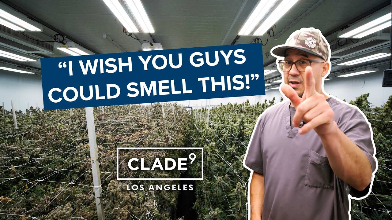 Fluence Innovator | Led Lighting At Clade 9 Led To Higher Yield