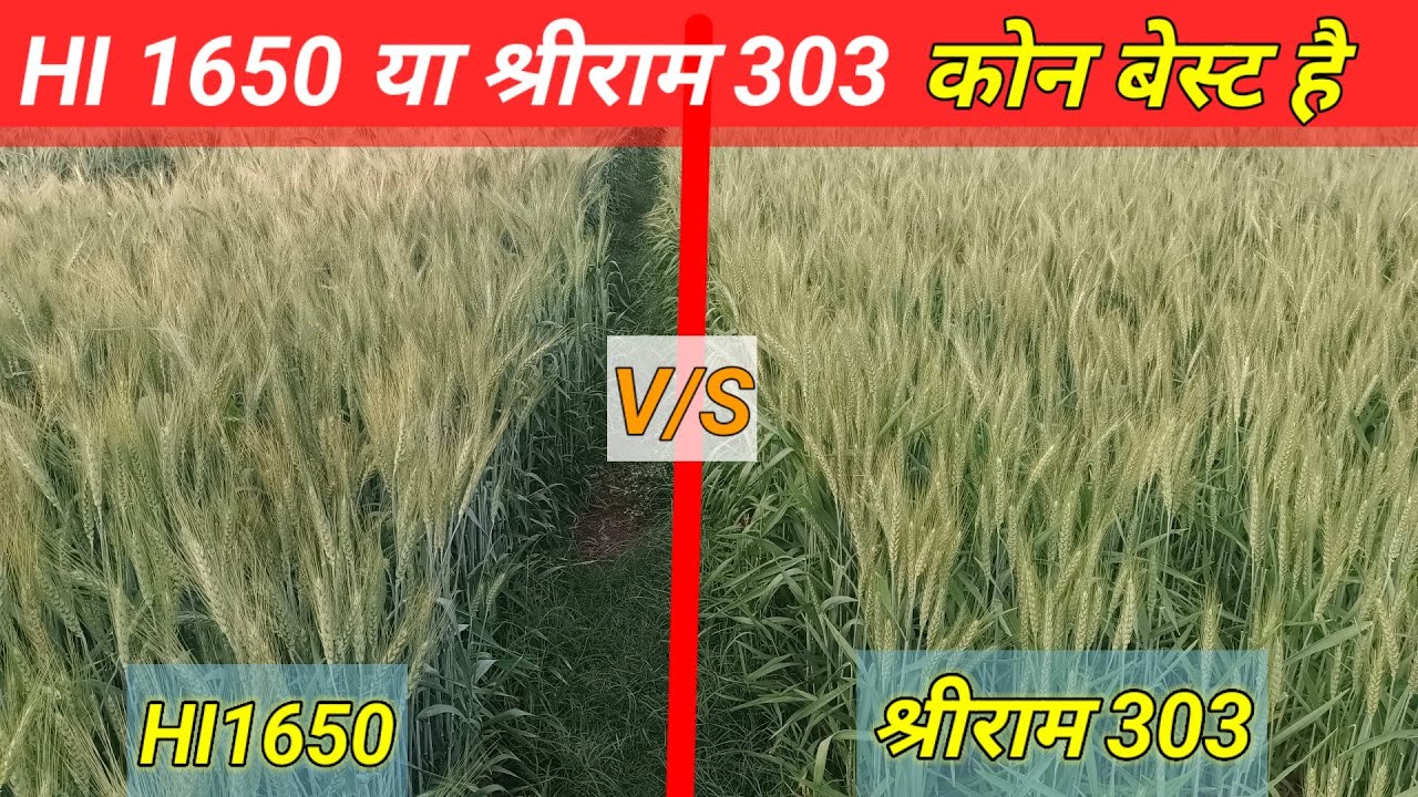 HI 1650 vs श्रीराम 303 | गेहूं की बेस्ट वैरायटी कौन सी? पूरी सच्चाई किसान की जुबानी wheat farming