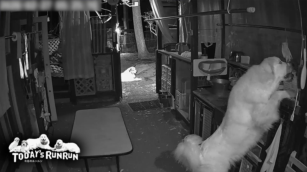 監視カメラでイタズラがバレたリリーです　Great Pyrenees　グレートピレニーズ