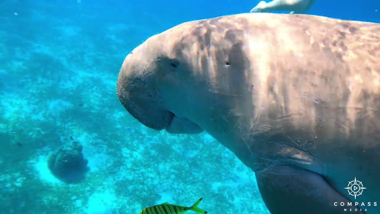 Divers Swim Up Close with Dugong