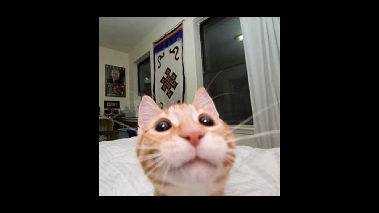 Theme That Plays When You Encounter A Cat