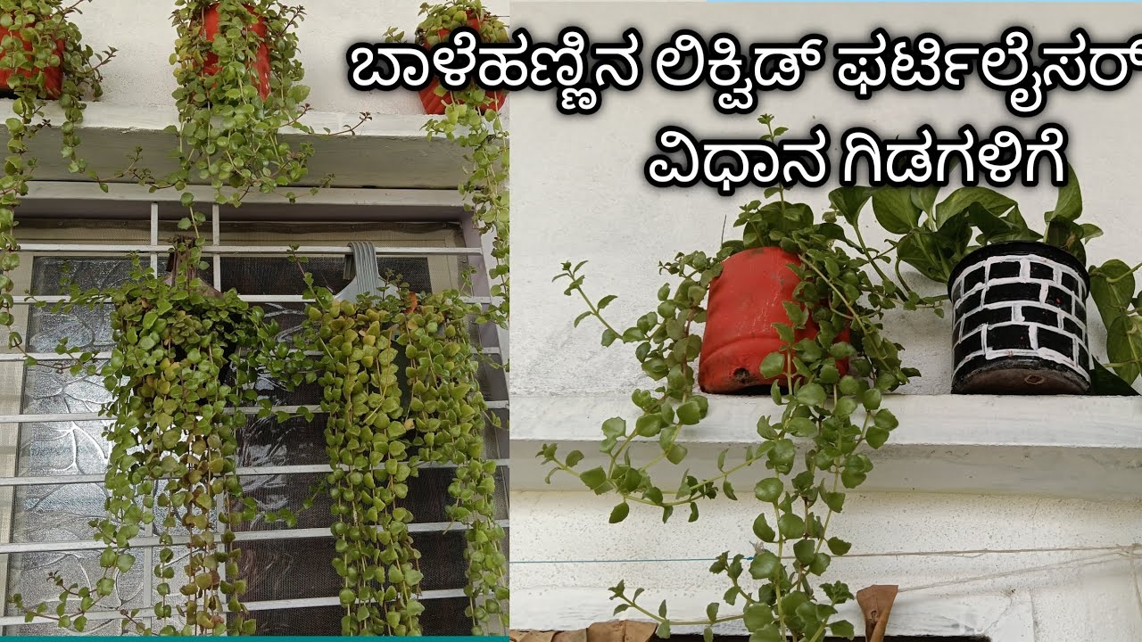 ಬಾಳೆಹಣ್ಣಿನ ಫರ್ಟಿಲೈಸರ್ ಕೊಡುವ ವಿಧಾನ 