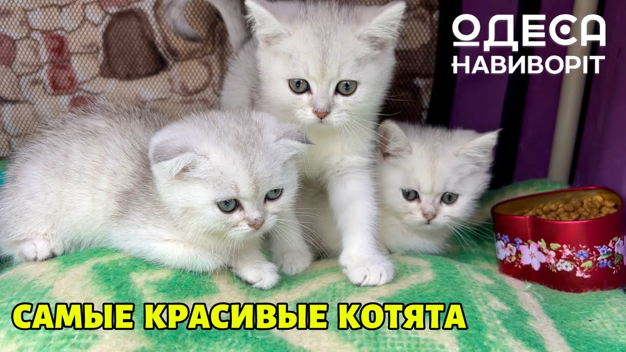ЦІНА на НАЙМИЛІШИХ  ПОРОДИСТИХ  КОТИКІВ! ОДЕСА НАВИВОРІТ на СТАРОКОННОМУ РИНКУ! 