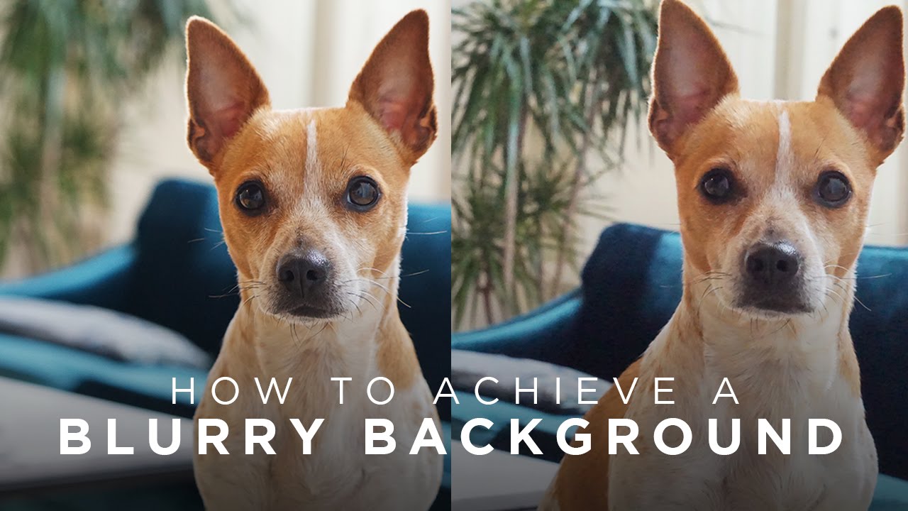 How to Achieve Blurry Backgrounds in Photos/Videos | TECH TALK
